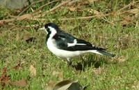 Grallina cyanoleuca - Magpie-Lark