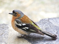 Fringilla coelebs - Common Chaffinch