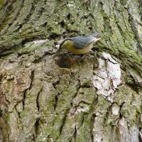 Sitta europaea - Wood Nuthatch