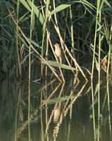 Acrocephalus stentoreus - Clamorous Reed-Warbler