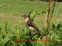 Saxicola rubetra - Whinchat