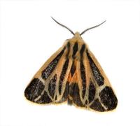 Image of: Apantesis