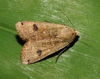 Image of: Noctuidae (cutworms, dagger moths, noctuid moths, owlet moths, and underwings)