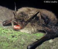 Myotis mystacinus - Whiskered Bat