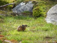 Ochotona rutila - Turkestan Red Pika