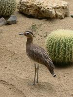 Image of: Burhinus bistriatus (double-striped thick-knee)