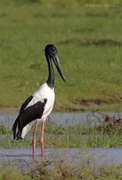 Image of: Ephippiorhynchus asiaticus (black-necked stork)