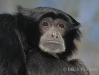 Hylobates syndactylus - Siamang