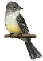 Image of: Myiarchus nuttingi (Nutting's flycatcher)