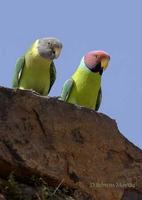 Image of: Psittacula cyanocephala (plum-headed parakeet)