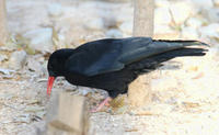 Image of: Pyrrhocorax pyrrhocorax (red-billed chough)