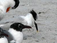 Image of: Sterna sandvicensis (Sandwich tern), Larus atricilla (laughing gull)