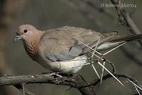 Image of: Streptopelia senegalensis (laughing dove)