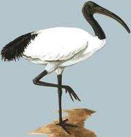 Image of: Threskiornis aethiopicus (sacred ibis)