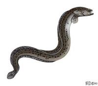 Image of: Cryptacanthodes maculatus (wrymouth)