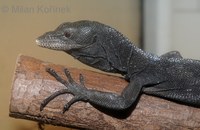 Varanus beccarii - Black Tree Monitor