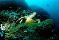 Photo: Green sea turtle