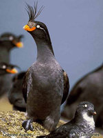 Crested Auklet - Aethia cristatella