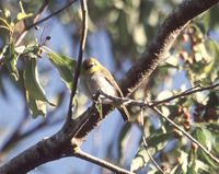 Black-ringed White-eye - Zosterops anomalus