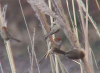 Brown-winged Parrotbill - Paradoxornis brunneus