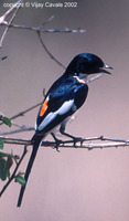 White-bellied Minivet - Pericrocotus erythropygius