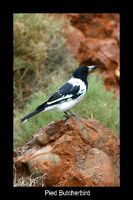 Pied Butcherbird