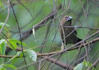 Blue-black Grosbeak (Cyanocompsa cyanoides) photo