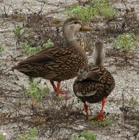 Mottled Duck - Anas fulvigula