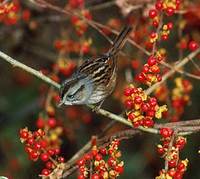 Swamp Sparrow (Melospiza georgiana) photo