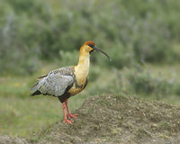 Black-faced Ibis (Theristicus melanopis) photo