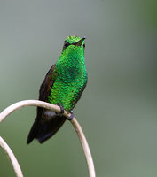 Copper-rumped Hummingbird (Amazilia tobaci) photo