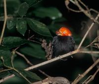 Red-capped Manakin (Pipra mentalis) photo