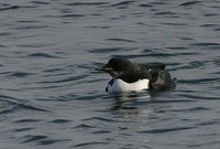 Thick-billed Murre - Uria lomvia