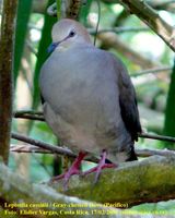 Gray-chested Dove - Leptotila cassini