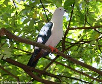 Elegant Imperial-Pigeon - Ducula concinna