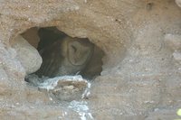 Barn Owl - Tyto alba