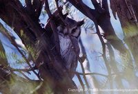 Southern White-faced Owl - Ptilopsis granti