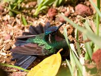 Purple-throated Mountain-gem - Lampornis calolaema