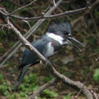 Belted Kingfisher - Ceryle alcyon