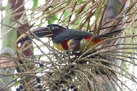 Chestnut-eared Aracari - Pteroglossus castanotis