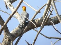 Golden-cheeked Woodpecker - Melanerpes chrysogenys