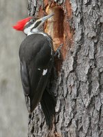 Pileated Woodpecker - Dryocopus pileatus