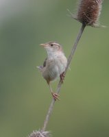 Sedge Wren - Cistothorus platensis