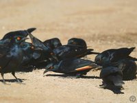 Pale-winged Starling - Onychognathus nabouroup