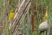 African Golden-Weaver - Ploceus subaureus