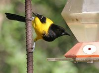 Audubon's Oriole - Icterus graduacauda