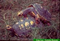 Jabuti, Red-footed tortoise (Geochelone carbonaria)