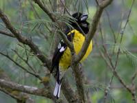 Black backed Grosbeak (Pheucticus aueroventris)