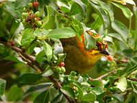 Fulvous-headed Brush-Finch (Nick Athanas)