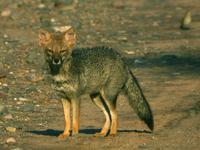 Pampas Fox (Nick Athanas)